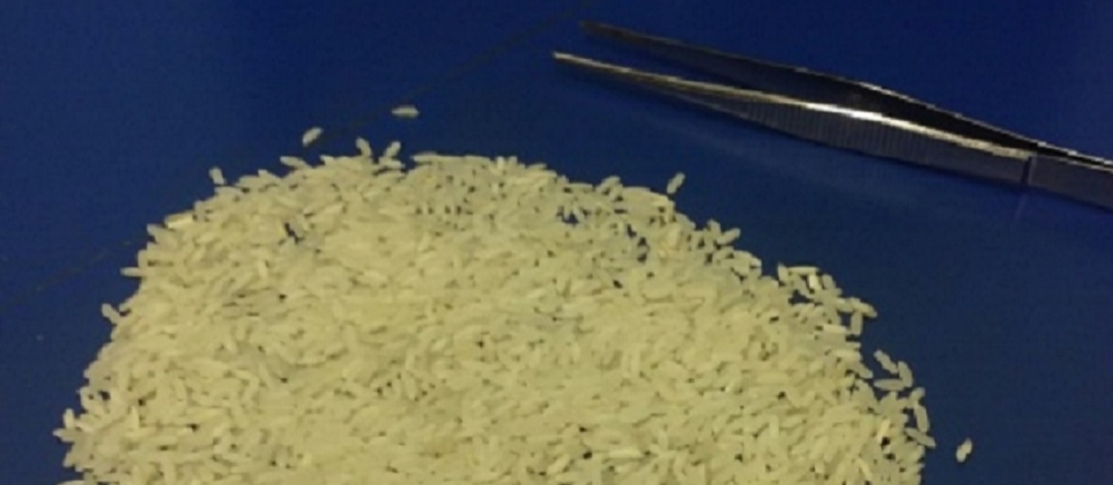 Rice