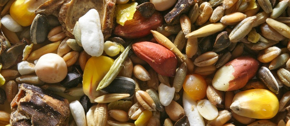 Seeds