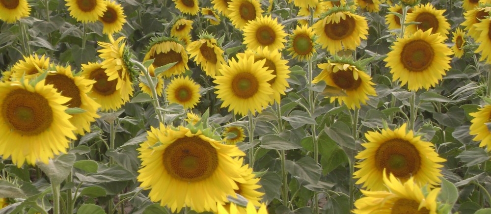Oilseeds