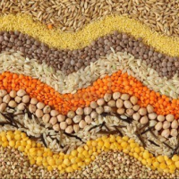 Seeds