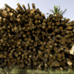 Forestry
