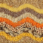 Seeds